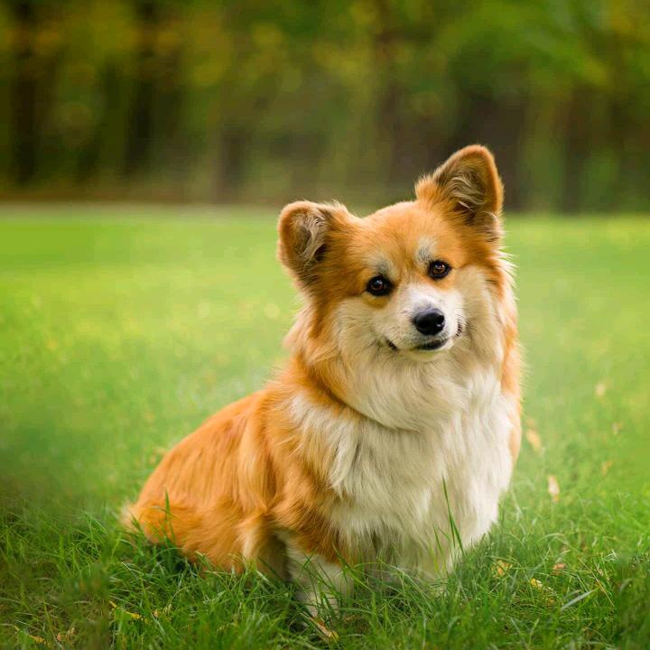 二狗