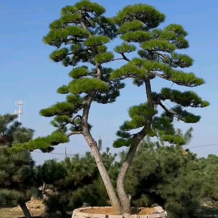 鸿运园景观松
