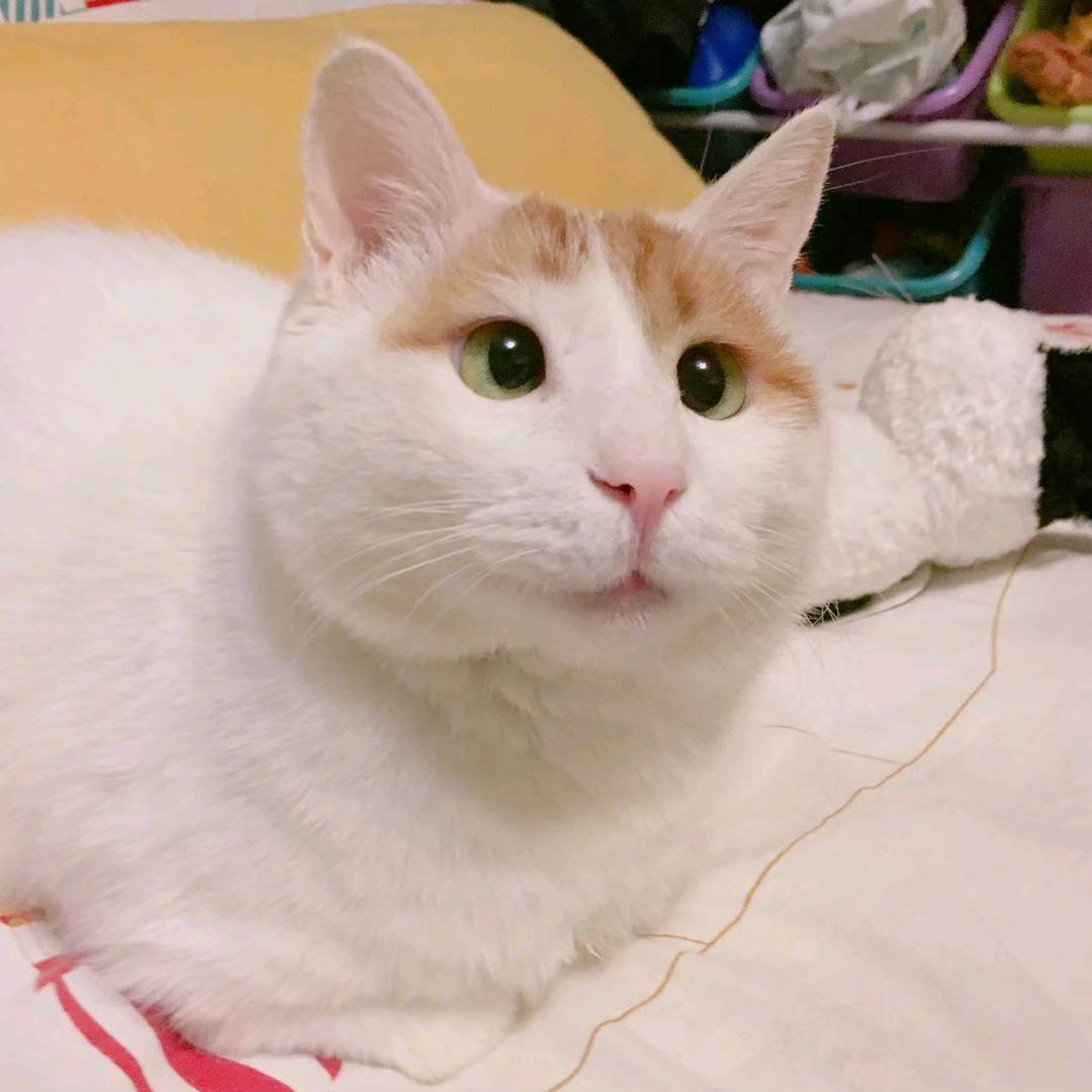 断了的弦