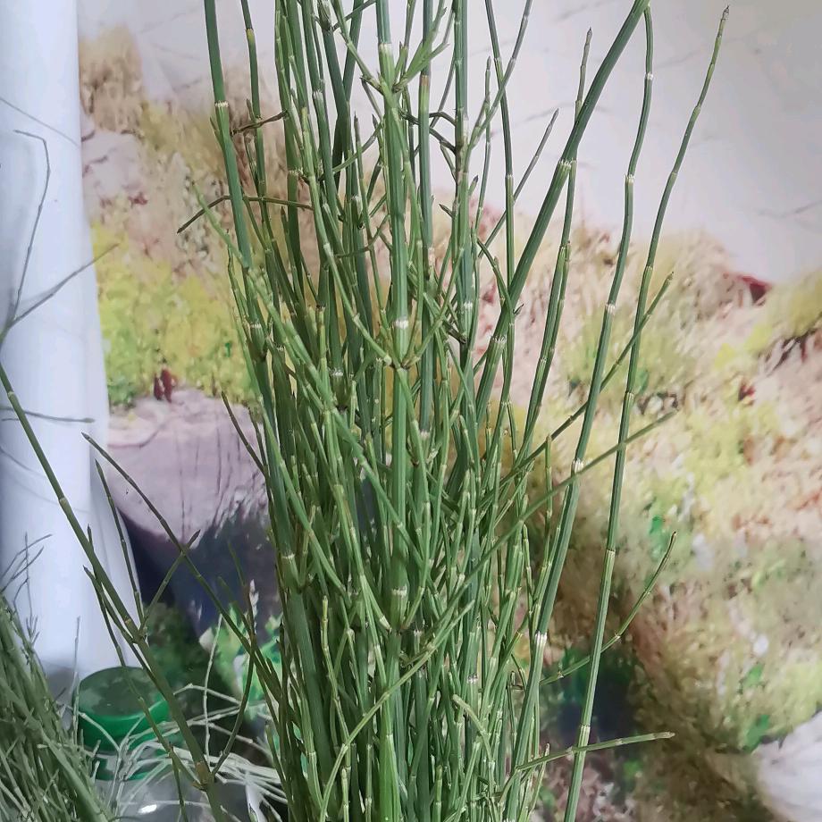 花开富贵888