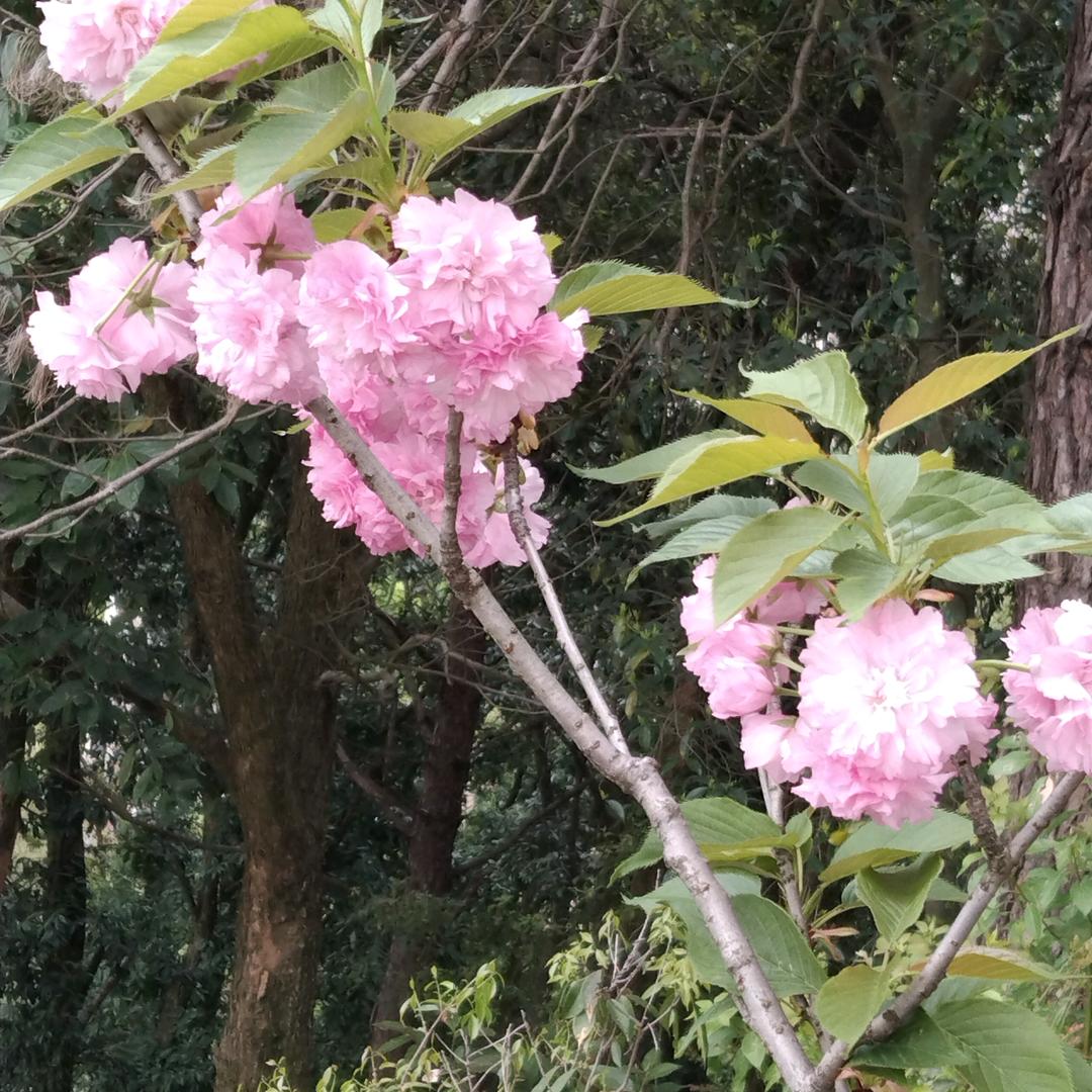 谢友支持