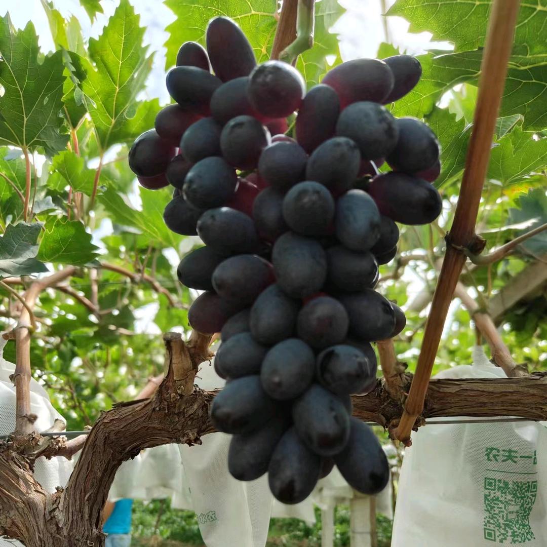 秋阳有机葡萄种植基地