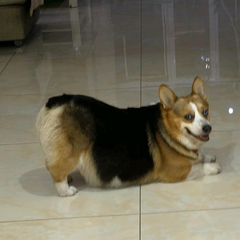 龙首市场品牌家电