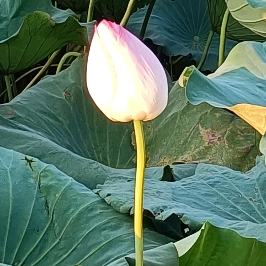 ◍🎼⚡️🎧💕宝*⃝̥🎵◍◌⑅⃝❤