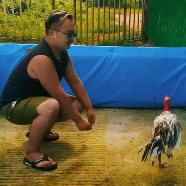 阿成越南斗鸡
