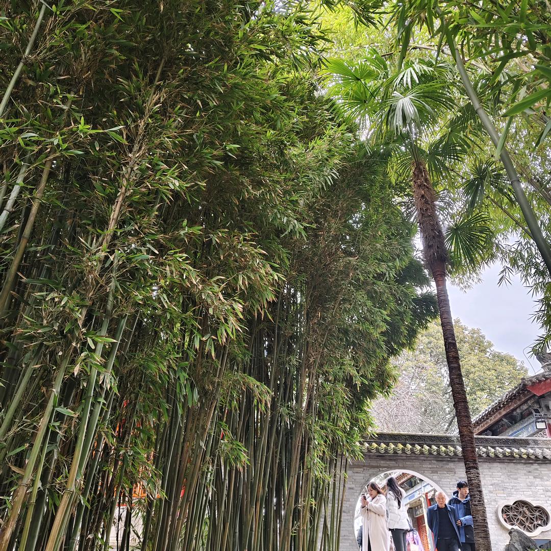 柠檬不酸🍋🍋🍋🍋