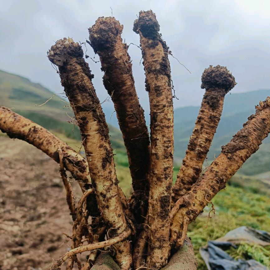 田甜抚农养生坊