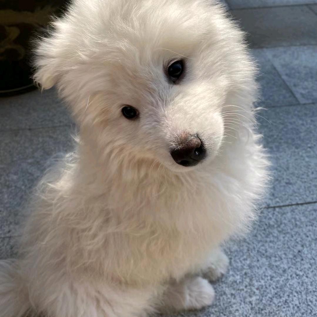 金铲铲周润发