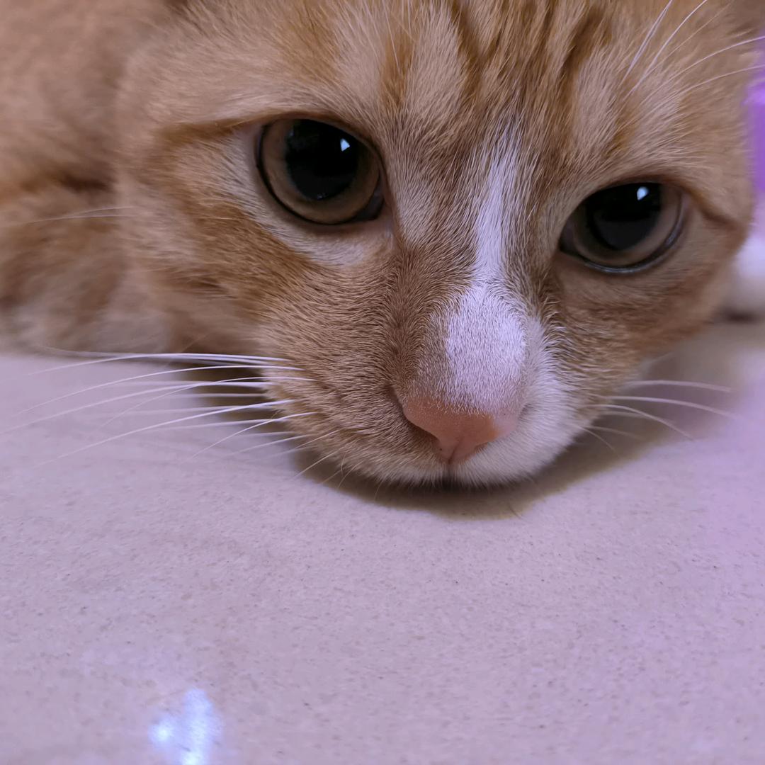 安东尼.马特乌斯