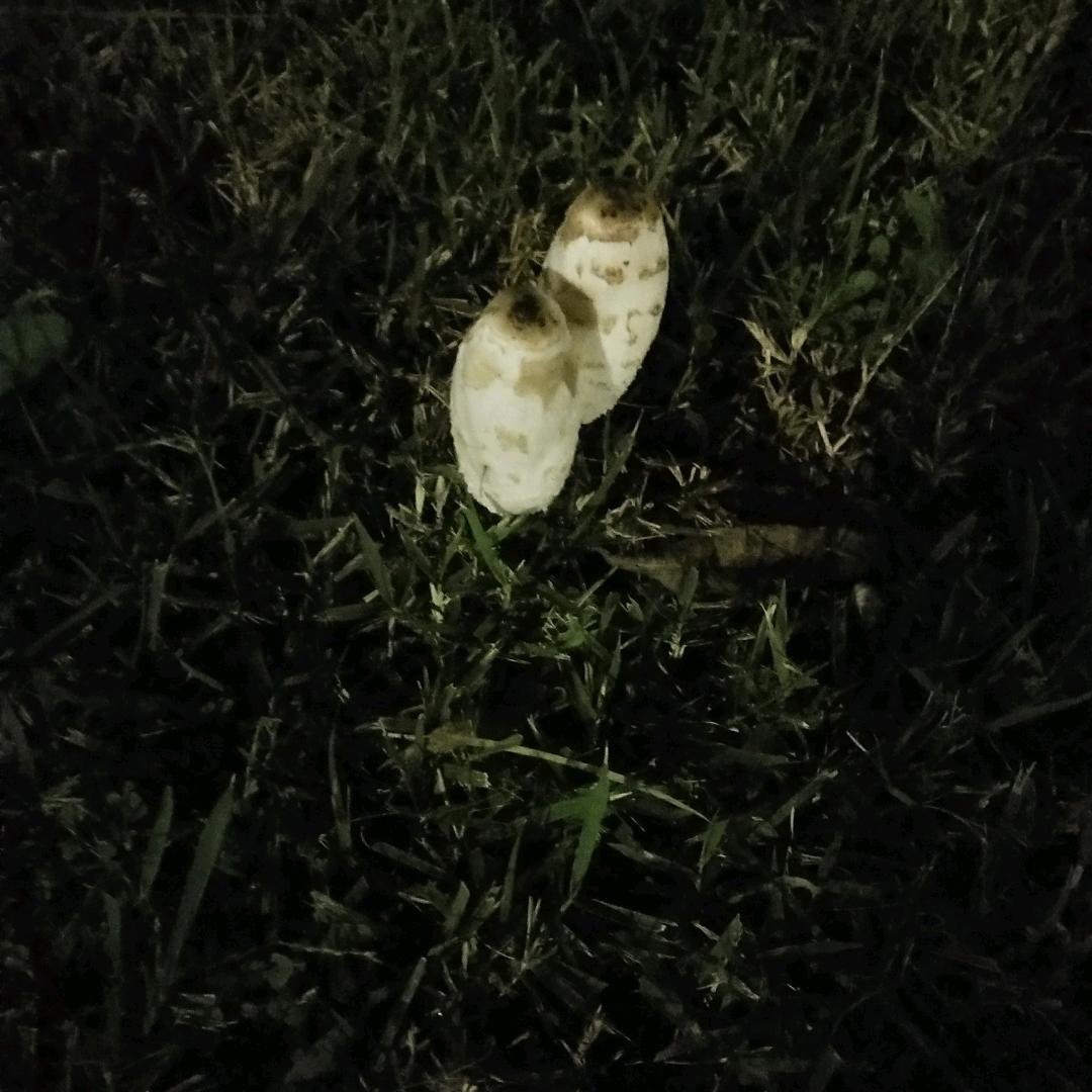 慎独🐌