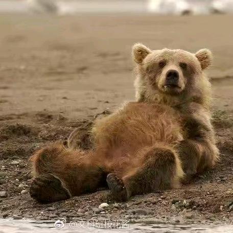 飞天遁地无敌臭屁蟑螂王