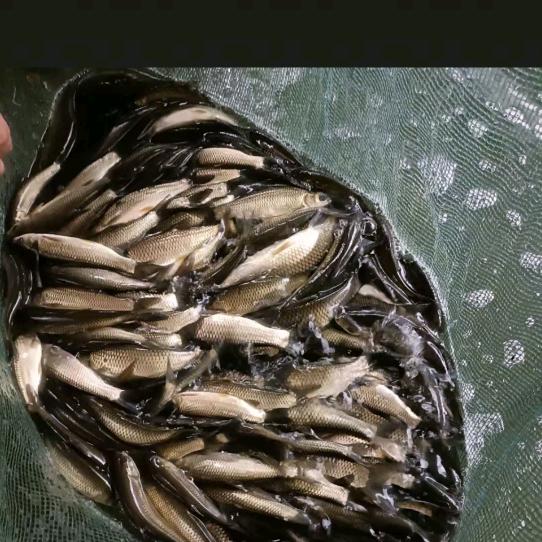 🐠天松养殖场鱼苗批发