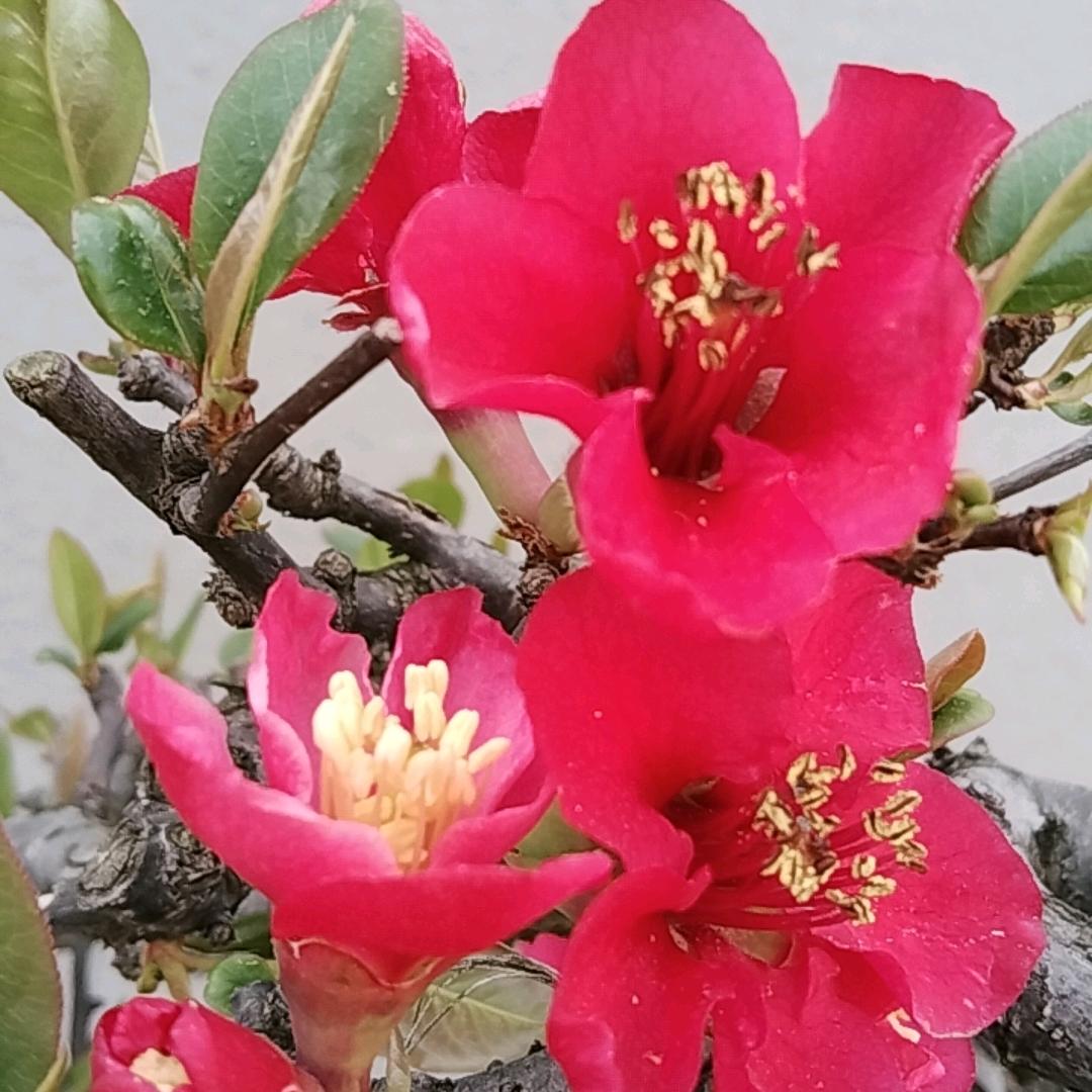 崔zu yin