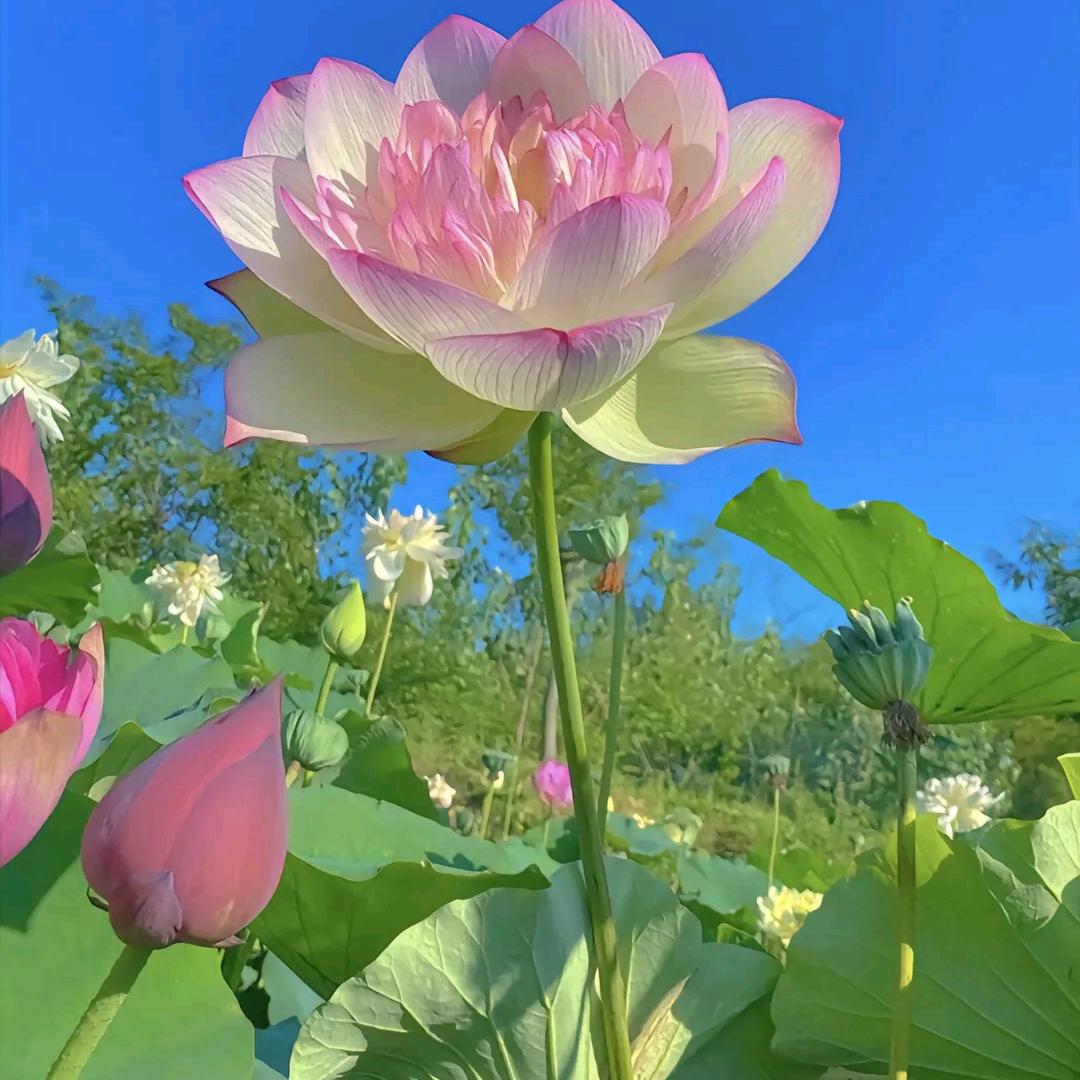 话家【壹】