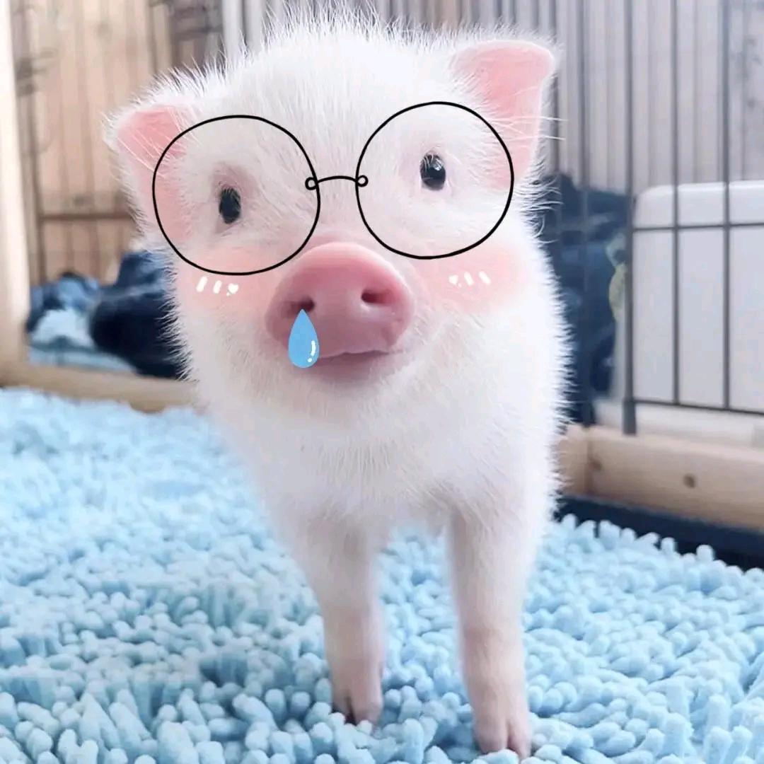 @　༽¹只呆呆猪🐖