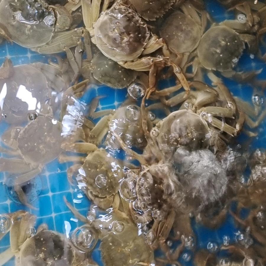 泰州沈氏水产