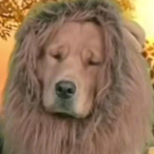 试完你的试你的