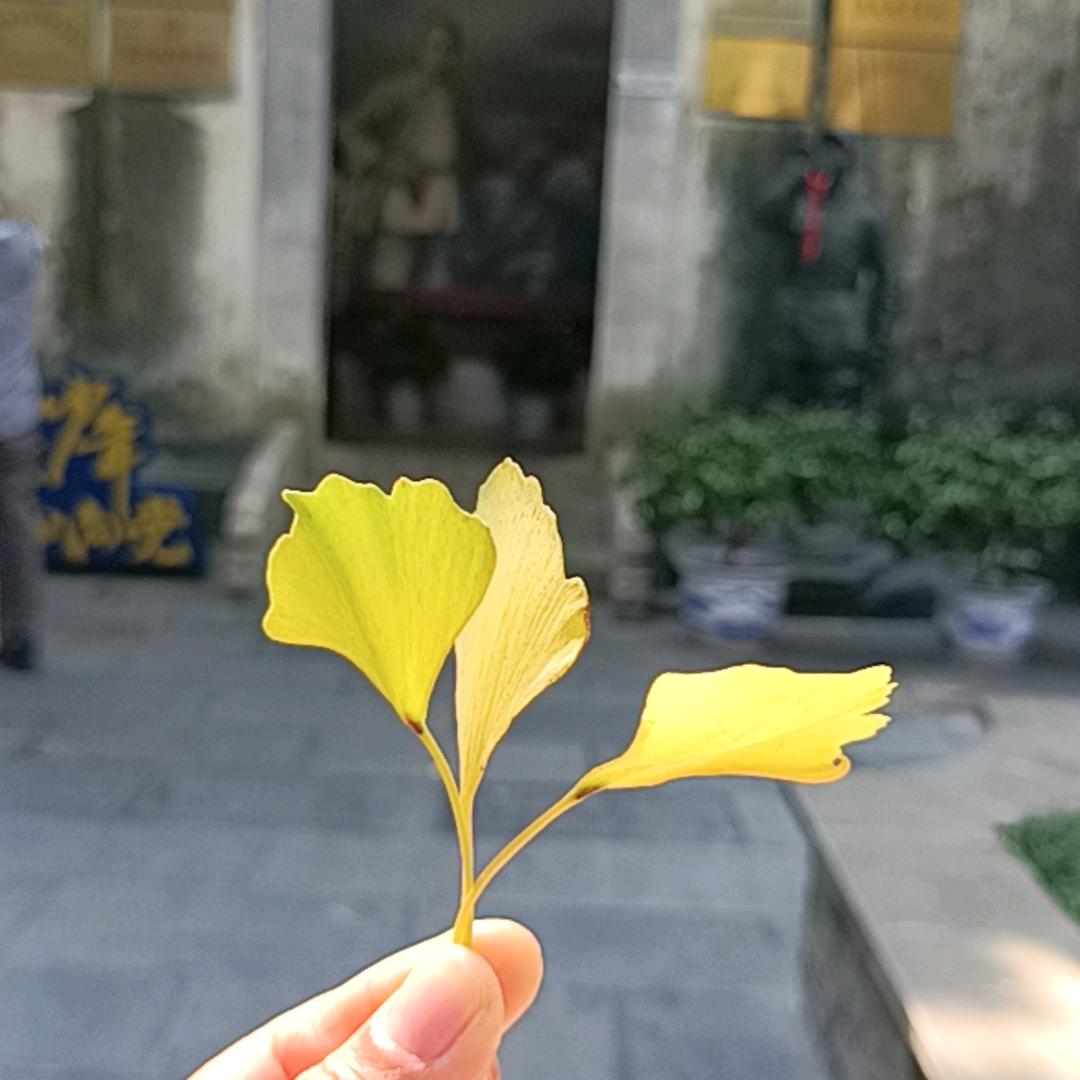 樱桃
