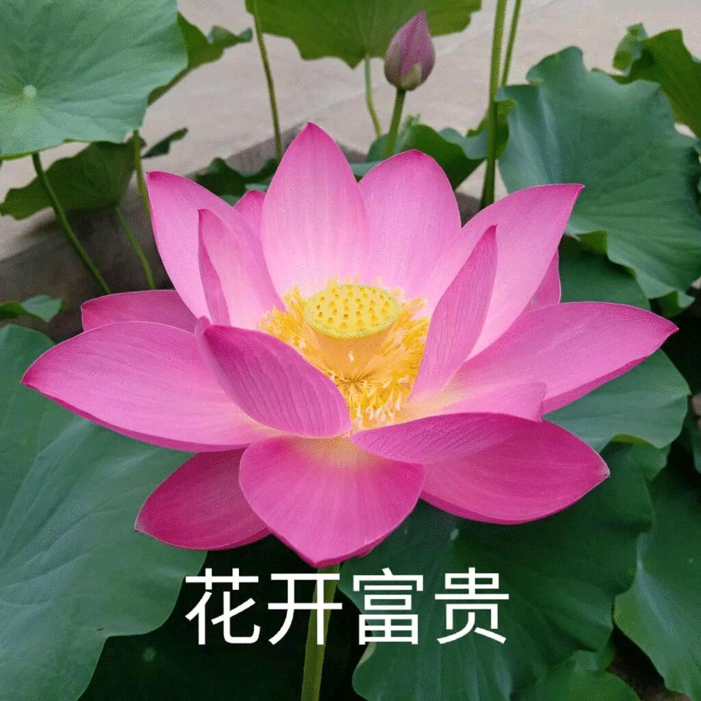 好运莲莲