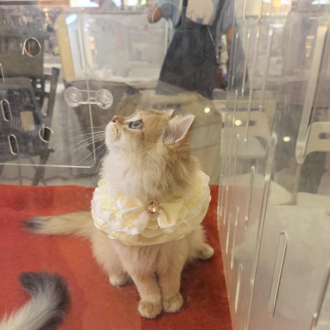 爱思考的一只喵😽