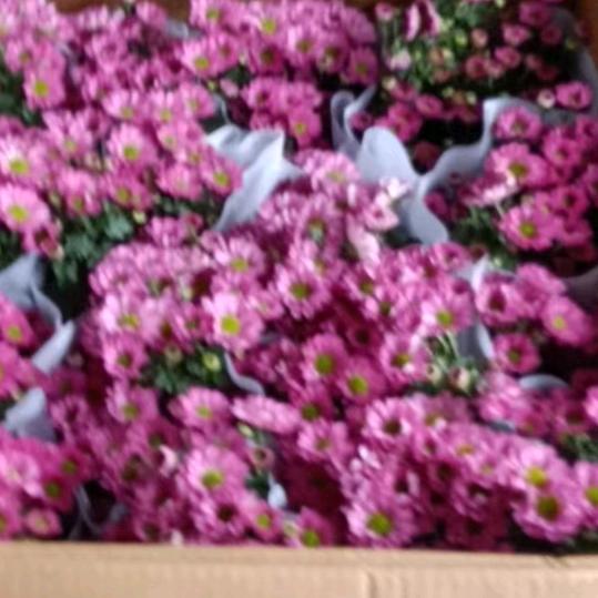 朵朵👍开花