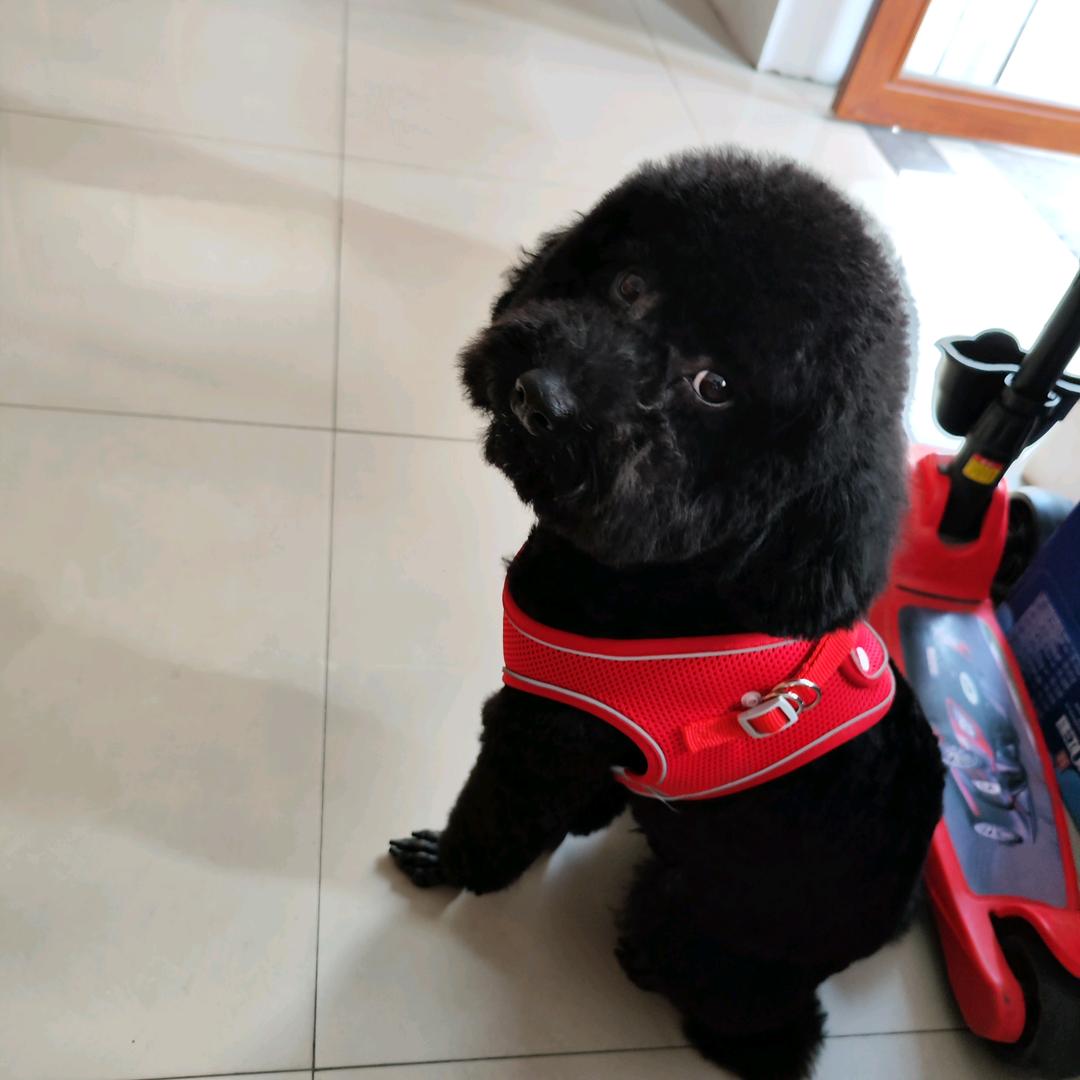 豆豆🐶爸爸