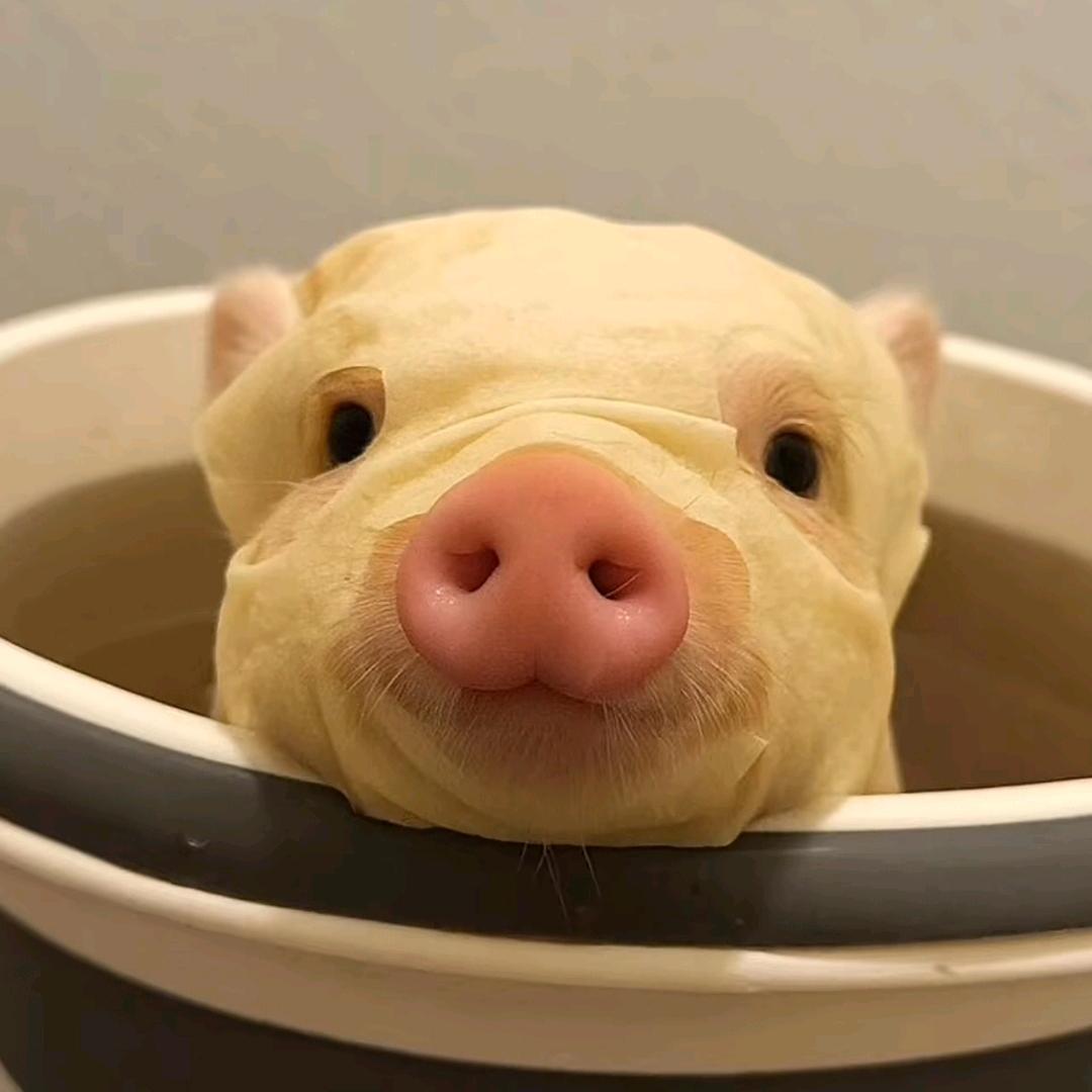 三娃宝爸已封蛋