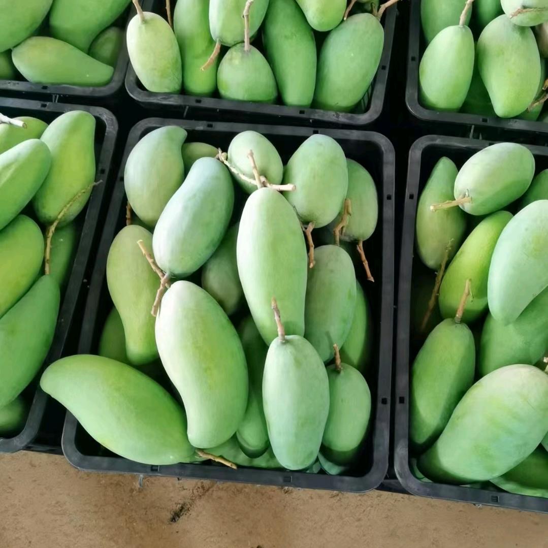 新庄旺虎植保小能手小明