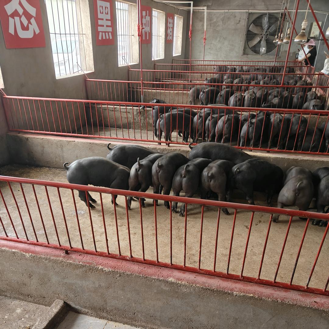 金豚种猪养殖基地