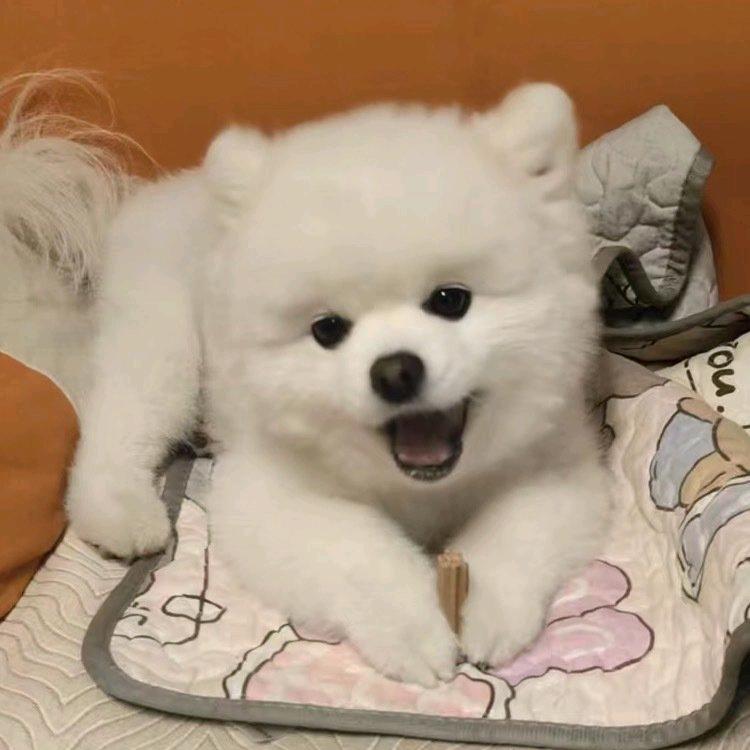 耶✌是懒羊羊💙