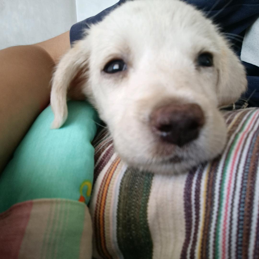 战狼,