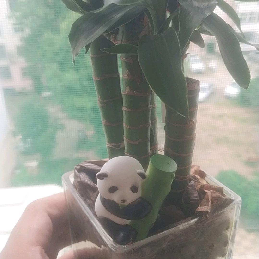🌈阳中之阳