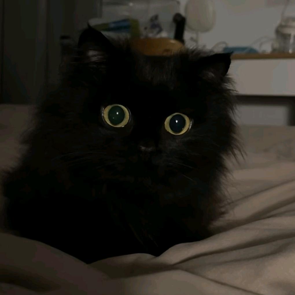 早睡(=^‥^=)