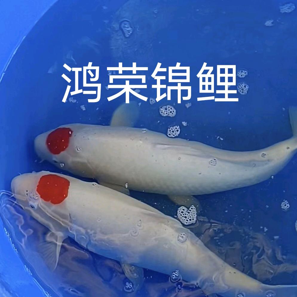鸿荣锦鲤