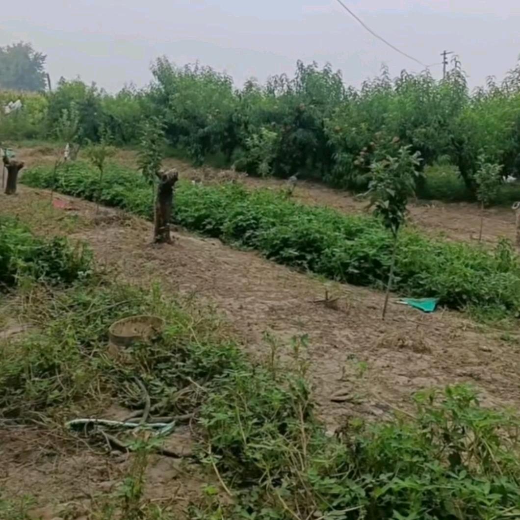 木林