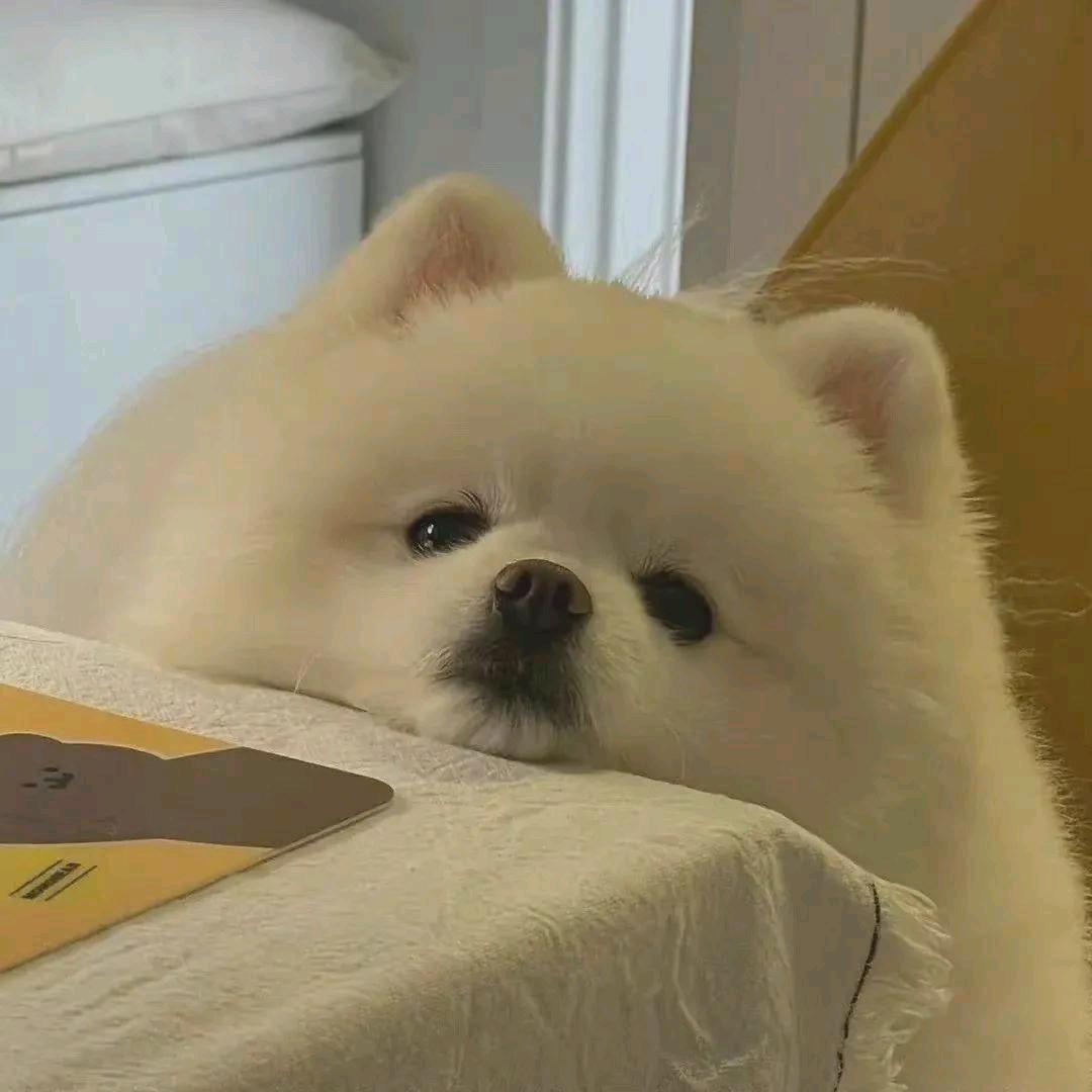 二蛋萌宠生活馆（买🐶私聊）
