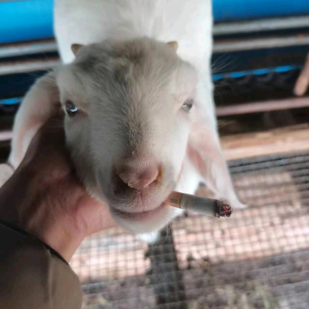 本地牛羊肉批发配送小时达