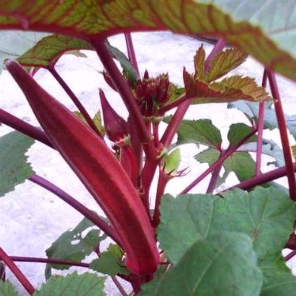 小前狮子女8(原时间/6直播俩时间）