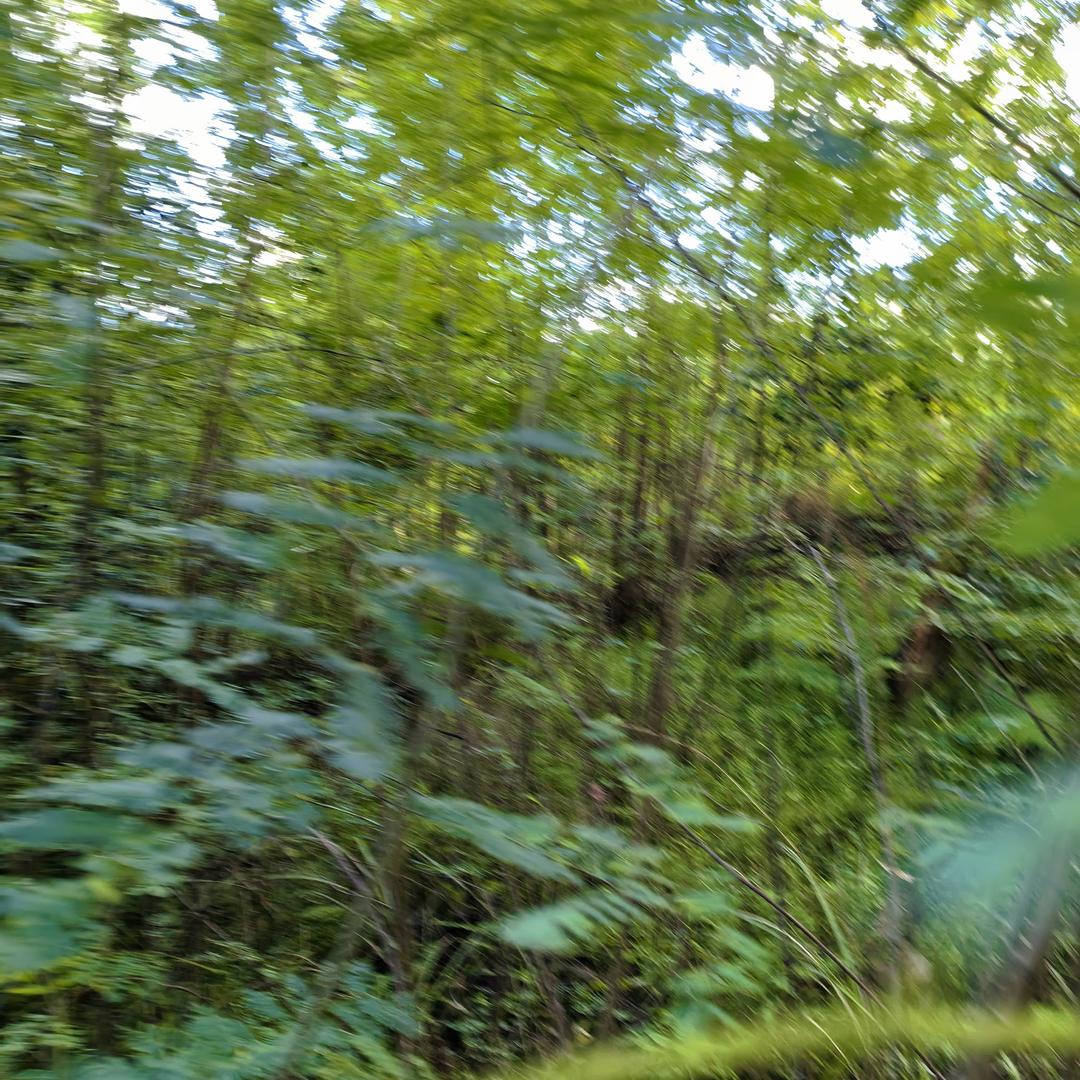 我是一棵小草。