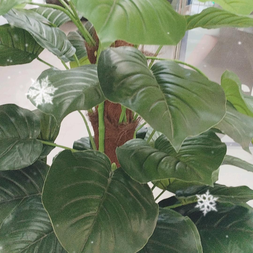 小杰