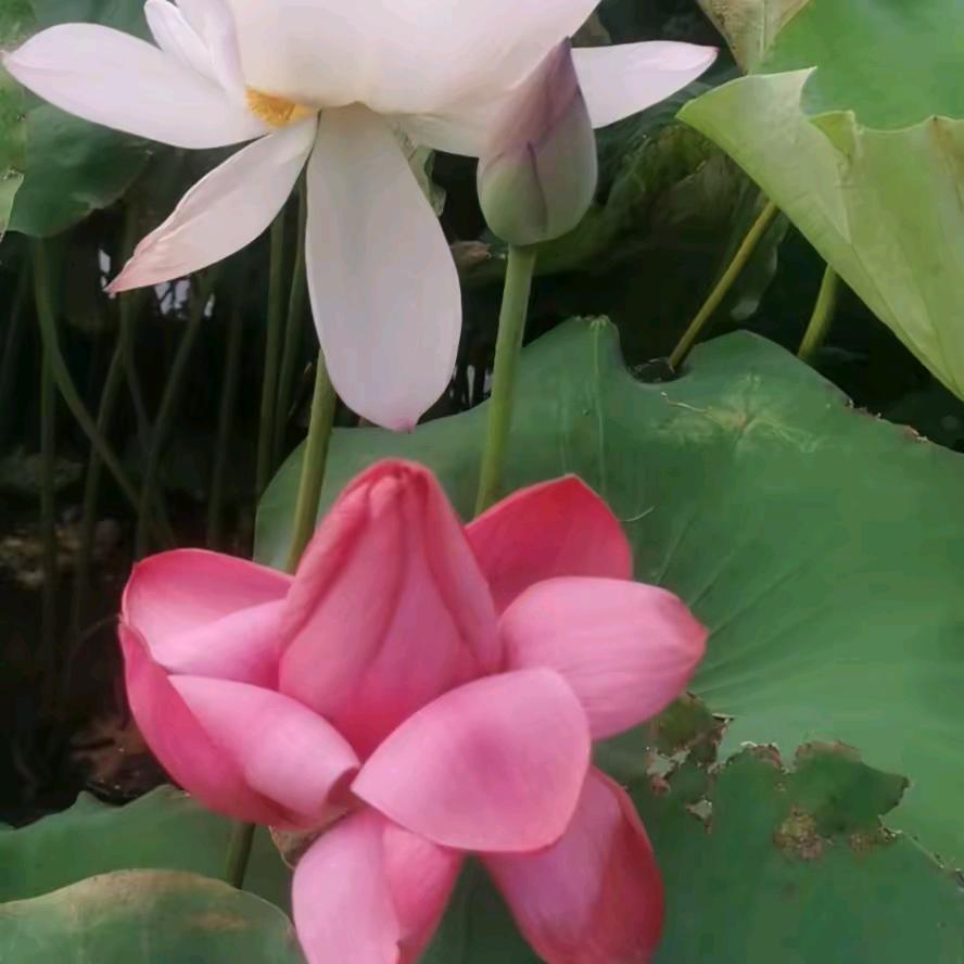 照明