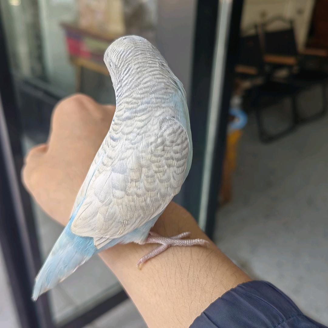 圆圆的小猫@
