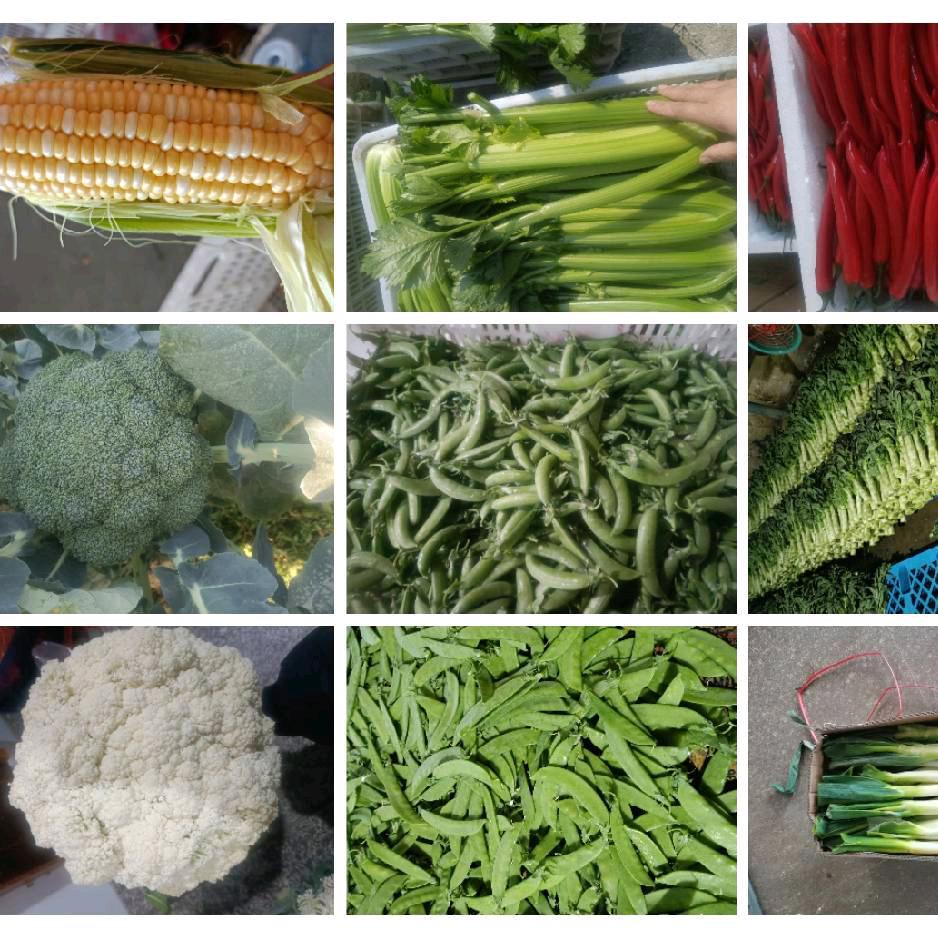 🌺荷花🌸☘️飘香🌻🌸夯绿蔬菜