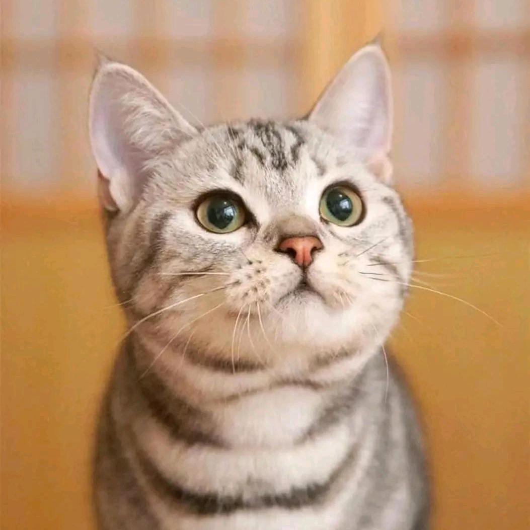 波斯猫在行动