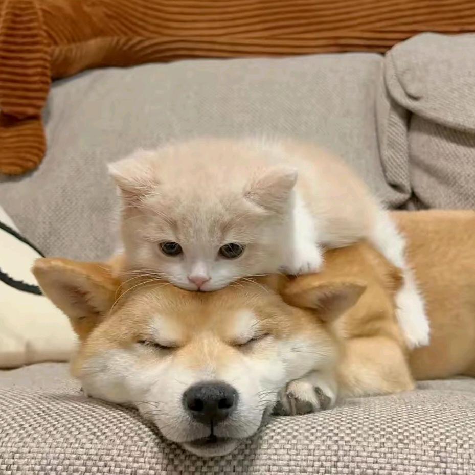 🐈乐宠屋🐶