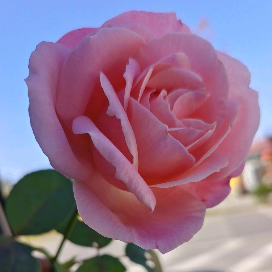 喜欢你的执着❤️