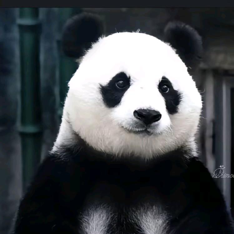 幸运降临头像