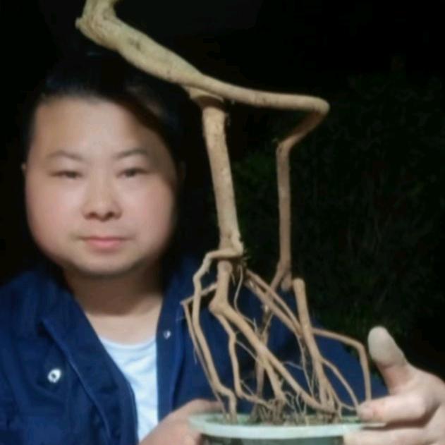 全哥奇花