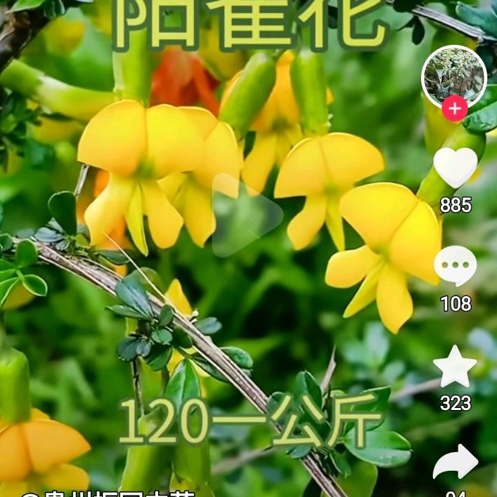 春花四季开