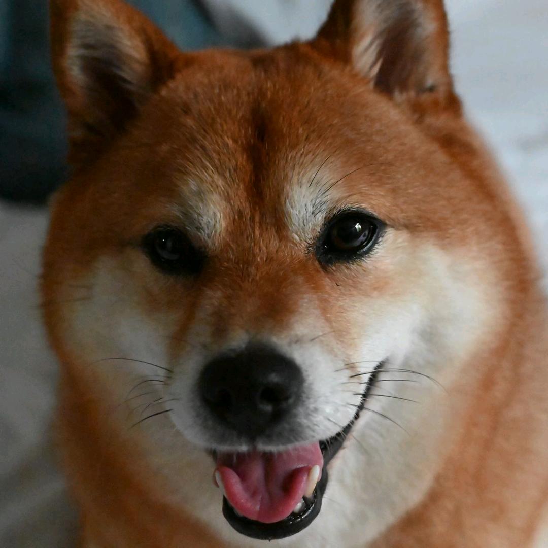 龙珠的猫狗日记